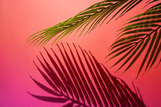 istock Selective focus of exotic leaf with shadow on color background.Tropical and holiday summer concepts ideas. Summer concept stock photo 1214353397