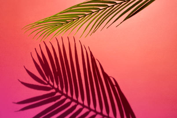 istock Selective focus of exotic leaf with shadow on color background.Tropical and holiday summer concepts ideas. Summer concept stock photo 1214353399