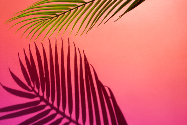 istock Selective focus of exotic leaf with shadow on color background.Tropical and holiday summer concepts ideas. Summer concept stock photo 1214353403