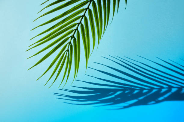 istock Selective focus of exotic leaf with shadow on color background.Tropical and holiday summer concepts ideas. Summer concept stock photo 1214353429