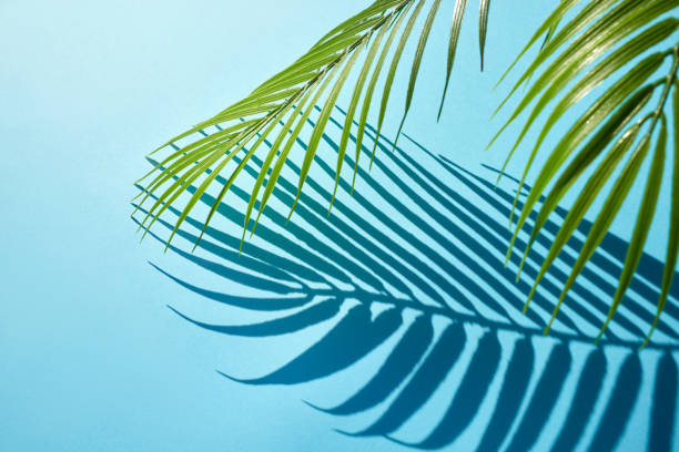 istock Selective focus of exotic leaf with shadow on color background.Tropical and holiday summer concepts ideas. Summer concept stock photo 1214353441