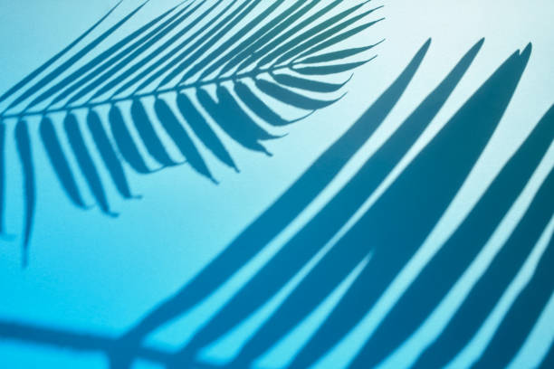istock Selective focus of exotic leaf with shadow on color background.Tropical and holiday summer concepts ideas. Summer concept stock photo 1214353449