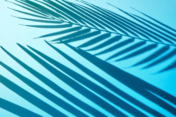 istock Selective focus of exotic leaf with shadow on color background.Tropical and holiday summer concepts ideas. Summer concept stock photo 1214353454