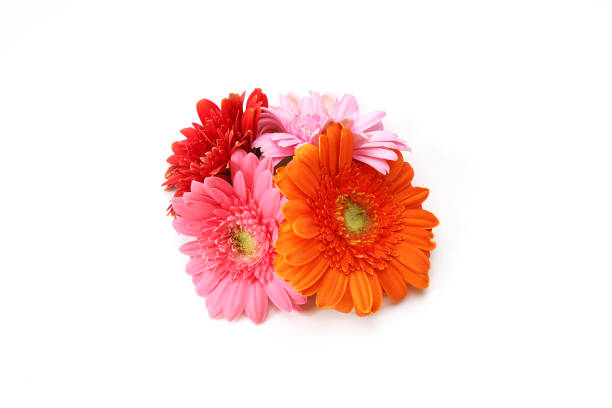 istock bouquet of transvaal daisy in a white background 1214355617