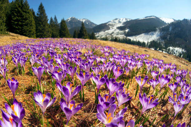 istock Crocuses in the Tatra Valley 1214355668