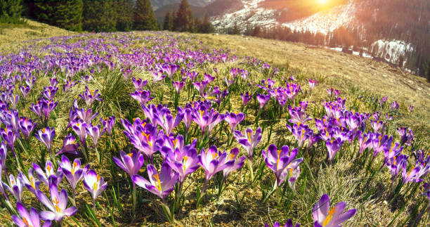 istock Crocuses in the Tatra Valley 1214355759