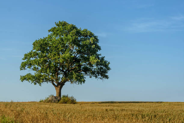 istock Oak in a wheat field on a bright, sunny summer day. 1214355786