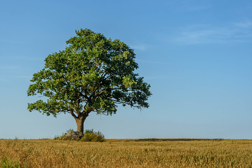 Oak in a wheat field on a bright, sunny summer day.