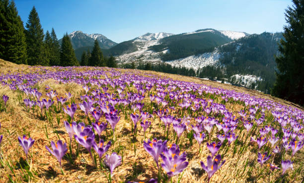 istock Crocuses in the Tatra Valley 1214355812