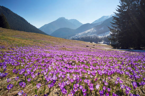 Windmills on a mountain in the Austrian Alps against the blue sky