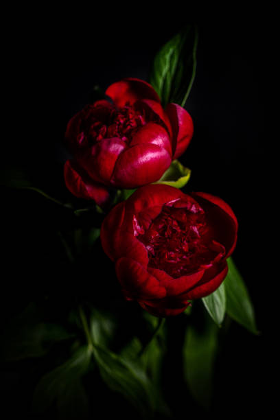 istock Red peony flowers isolated on black 1214355858