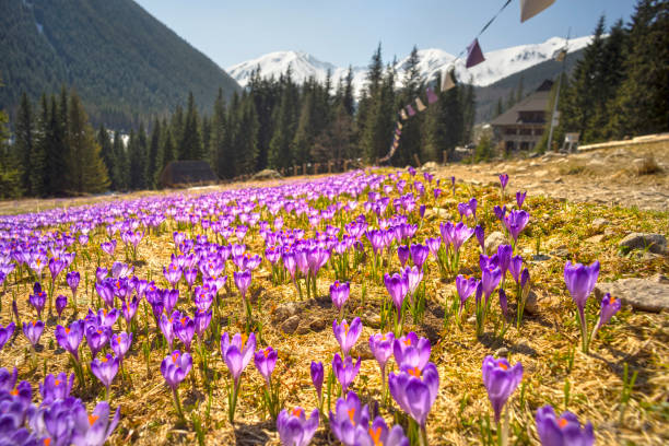 istock Crocuses in the Tatra Valley 1214355871