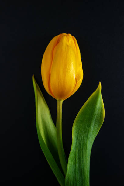 istock Bouquet of three yellow tulips on a black background 1214355927