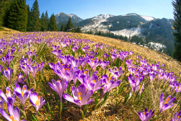 istock Crocuses in the Tatra Valley 1214355953