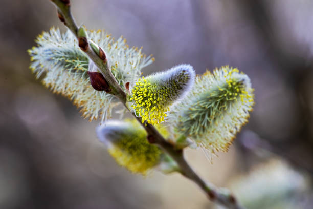 blooming pussy willow, spring is coming stock photo