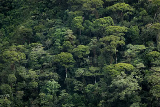 Photo of Forests of the Colombian Choco Mountains