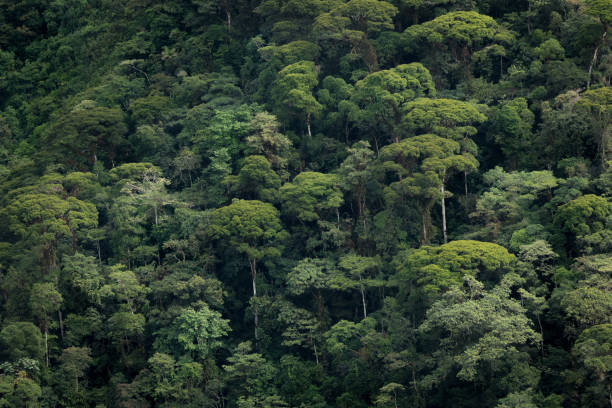 forests of the colombian choco mountains - choco imagens e fotografias de stock