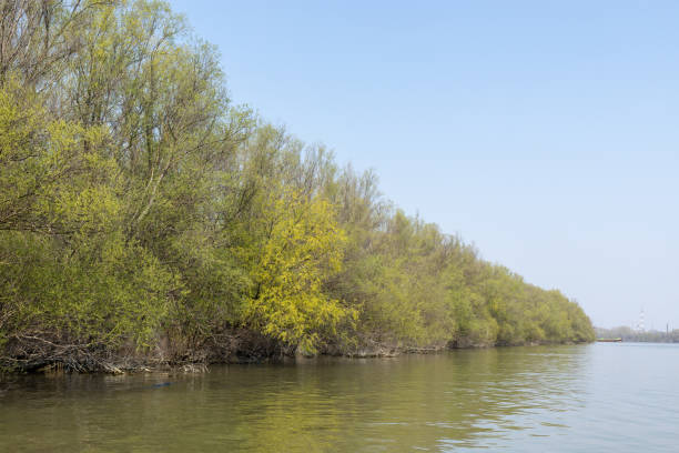 istock Danube River With Forest In The Background On The Sunny Day 1214359158