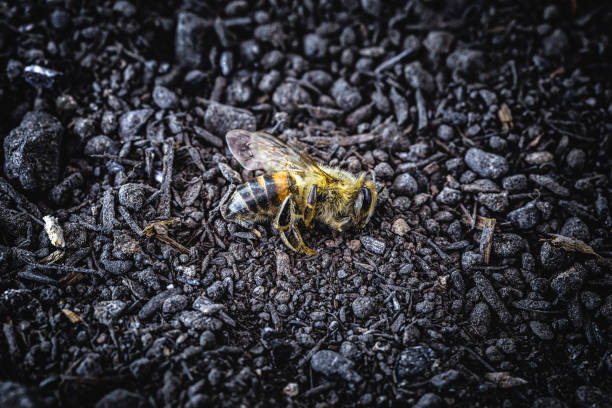 pszczoły w eksterminacji. martwe pszczoły, obraz koncepcyjny pestycydów i zagrożeń dla środowiska. koncepcja dnia pszczelego, masowe wymieranie. - colony collapse disorder zdjęcia i obrazy z banku zdjęć