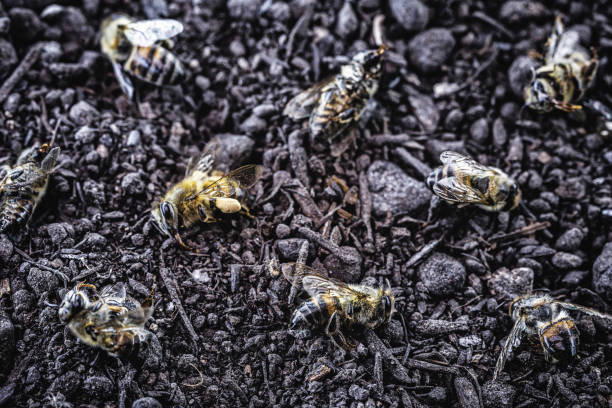 꿀벌 근절. 죽은 꿀벌, 농약과 환경 위험에 대한 개념적 이미지. 꿀벌 날 개념, 대량 멸종. - colony collapse disorder 뉴스 사진 이미지