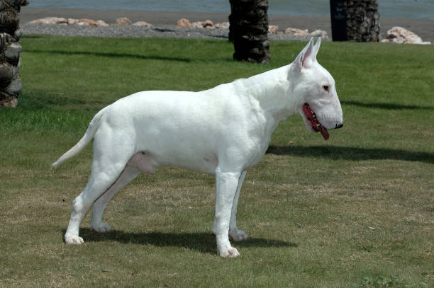 istock Bull Terrier Standar White Purebred dog 1214361172