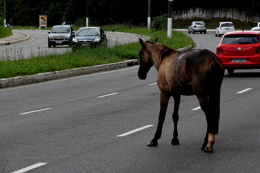 salvador, bahia / brazil - july 8, 2013: horse is seen grazing loose in the central construction site of Avenida Luiz Eduardo Magalhaes in the city of Salvador. A danger to drivers traveling on the spot.