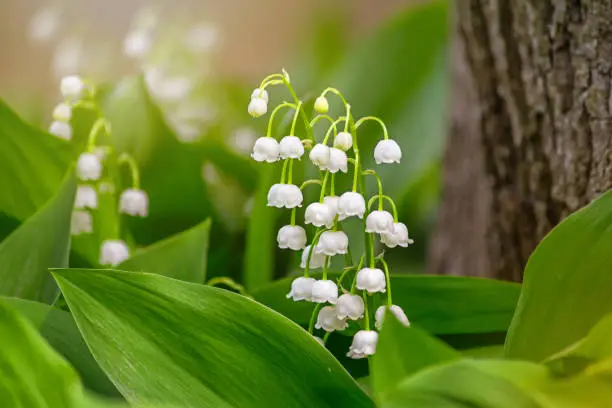 Lily of the valley (Convallaria majalis), blooming in the spring forest, close-up