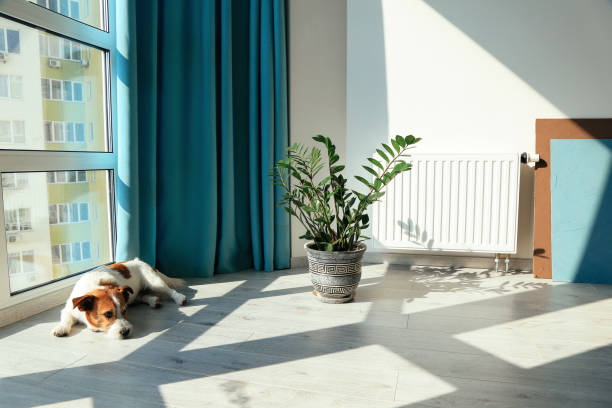 Good indoor climate concept. Dog lying on the floor next to the plant stock photo
