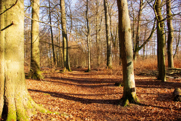 istock Forest path in the Sababurg primeval forest with numerous beeches and oaks on a sunny winter day 1214364059