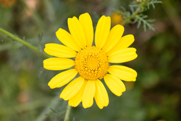 istock Yellow flower close up in nature 1214365864