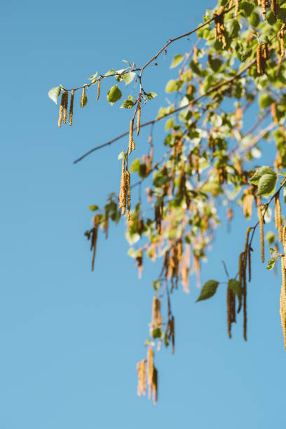 istock Beautiful birch tree in bloom during spring March month with fresh leaves 1214365973