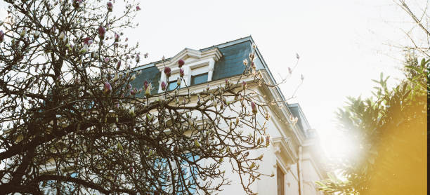 Sunlight flare stars seen through beautiful Magnolia Stellata tree in bloom in March month with nappy full with flowers and luxury real estate in background clear blue sky