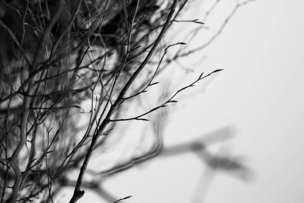 istock Black and white artistic image of tree branches with buds 1214366142