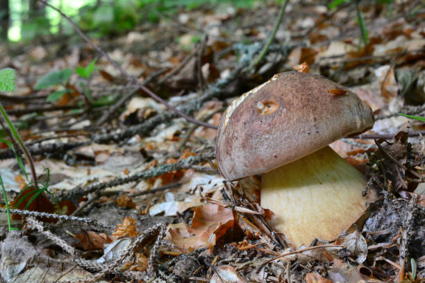 junges exemplar von boletus pinophilus oder pine bolete - boletus badius stock-fotos und bilder