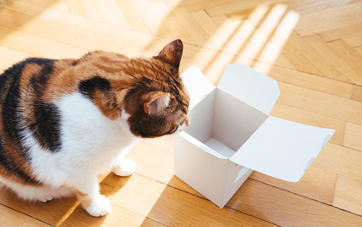 Close-up of cute cat playing with an open box on the wooden parquet floor inspecting what's hiding inside