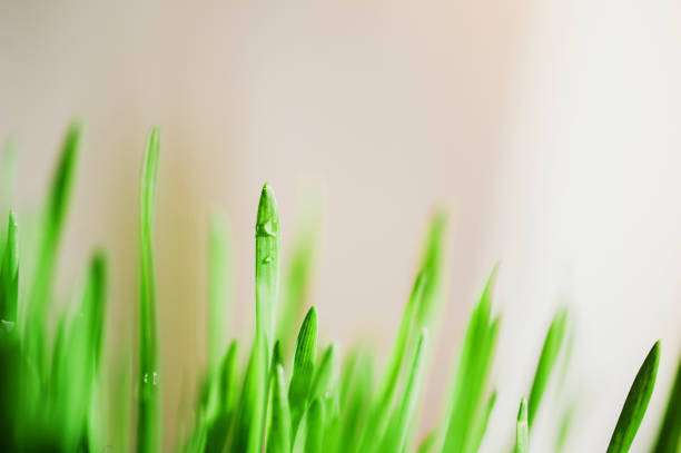 свежее лезвие с каплей воды - long leaf grass blade of grass стоковые фото и изображения