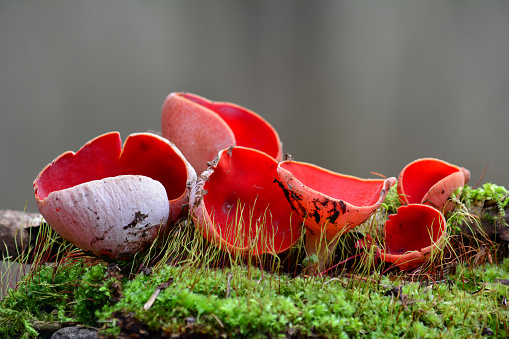 Several nice specimen of Sarcoscypha coccinea, commonly known as the scarlet elf cup, scarlet elf cap, or the scarlet cup, early spring mushroom, edible and curative,in  natural habitat, among green moss, against grey bokeh