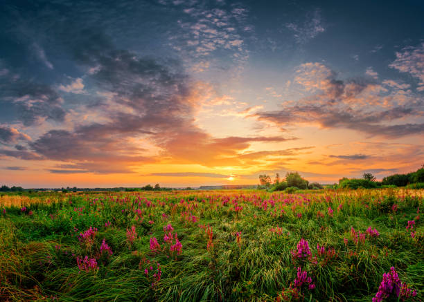 bellissimo paesaggio del tramonto - green environmental conservation meadow wind foto e immagini stock