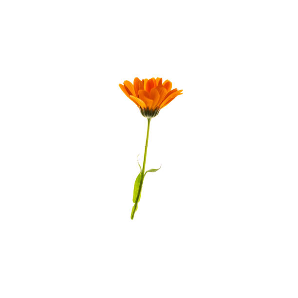 istock Orange flower isolated on white background 1214366917