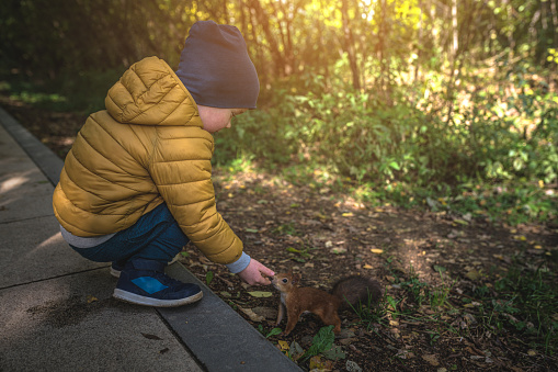 Little boy feeds a squirrel in the forest