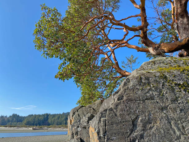 istock British Columbia's west coast 1214367919