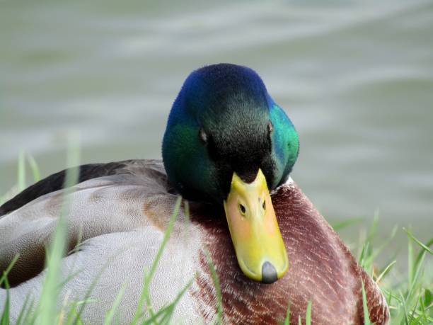 Seated duck on Lake Constance