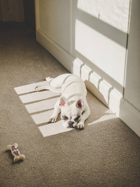 istock French bulldog sunbathing inside a house 1214370488