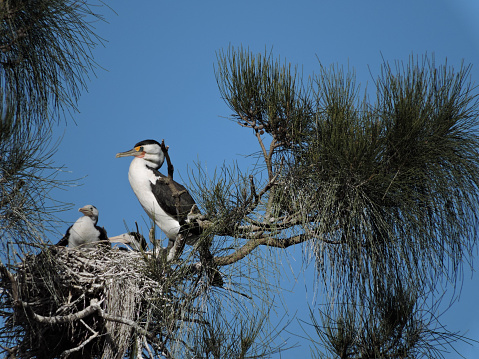 Phalacrocorax varius or Pied Shag.  Adult Pied Cormorant perched near nest with two baby pied cormorant in its nest