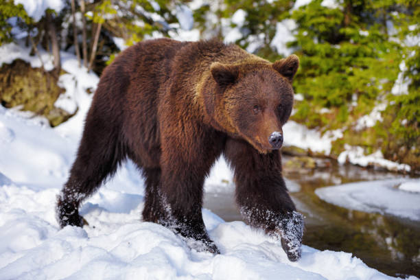 istock The brown bear in its natural habitat 1214372313