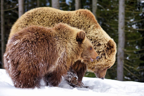 istock Brown bear with cub in the winter forest 1214372314