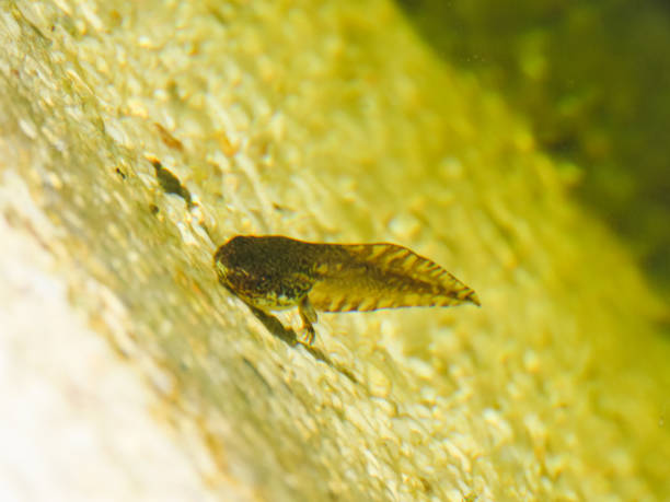 tree frog tadpole into the pond he has feet, tail and fin growth to adult frog beauty in nature stock photo