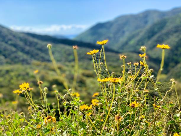 istock Yellow Wildflowers 1214373168