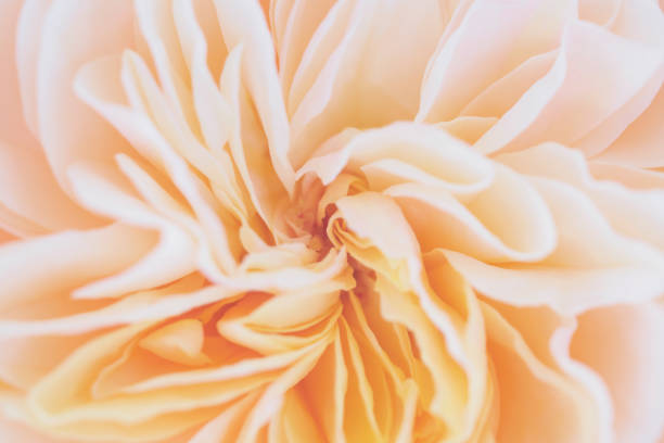 istock Beautiful rose flower close up abstract background 1214375177