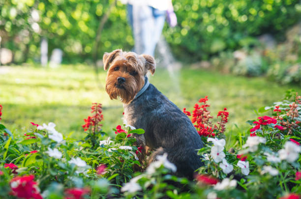 Beautifully York Shire Terrier in garden flowers.